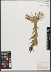 Foto von Salix triandra subsp. triandra L.